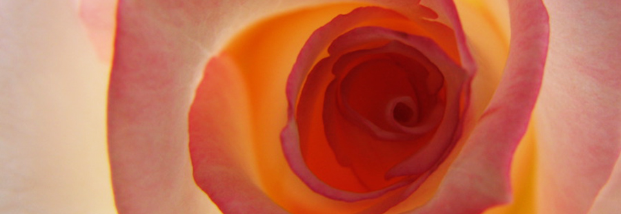 Makroaufnahme Rosenblüte, rosa, orange, gelb
